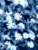 preview cold