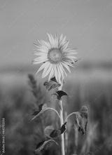 preview bw