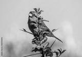 preview bw