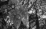 preview bw
