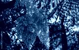 preview cold