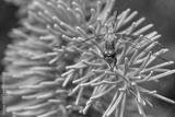 preview bw