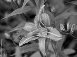 preview bw