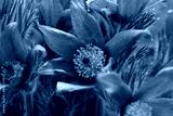 preview cold