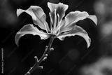 preview bw
