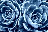 preview cold