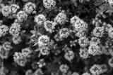 preview bw