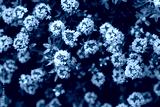 preview cold