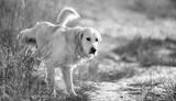 preview bw