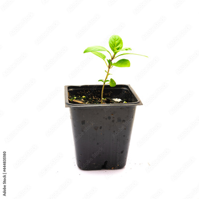 image to crop