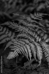 preview bw