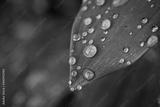 preview bw
