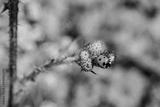 preview bw