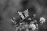 preview bw