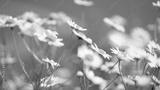 preview bw