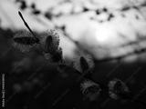 preview bw