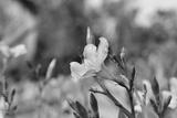 preview bw