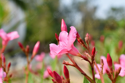 image to crop