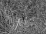 preview bw