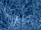 preview cold