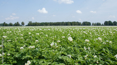 image to crop