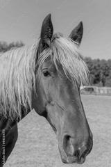 preview bw