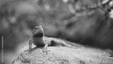 preview bw