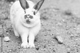 preview bw