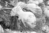 preview bw