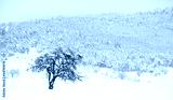preview cold