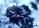 preview cold