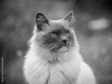 preview bw