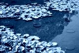 preview cold