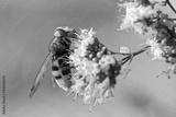 preview bw