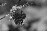 preview bw