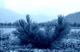 preview cold