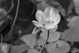 preview bw