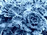 preview cold
