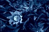 preview cold
