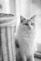 preview bw