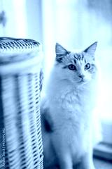 preview cold
