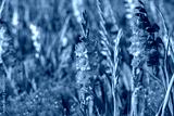 preview cold