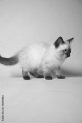 preview bw