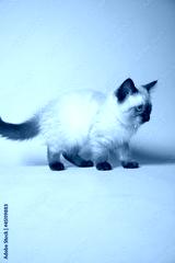 preview cold