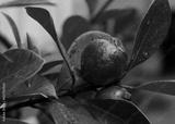preview bw