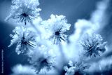preview cold