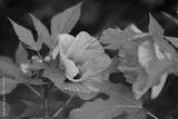 preview bw