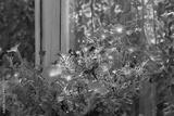 preview bw