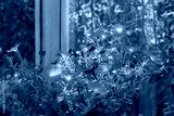 preview cold
