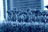 preview cold